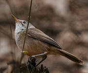 Rousserolle du Cap-Vert