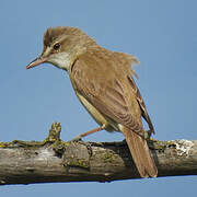 Great Reed Warbler