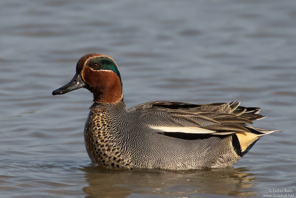 Eurasian Teal male adult breeding