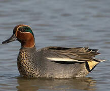 Eurasian Teal