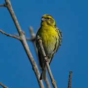 European Serin