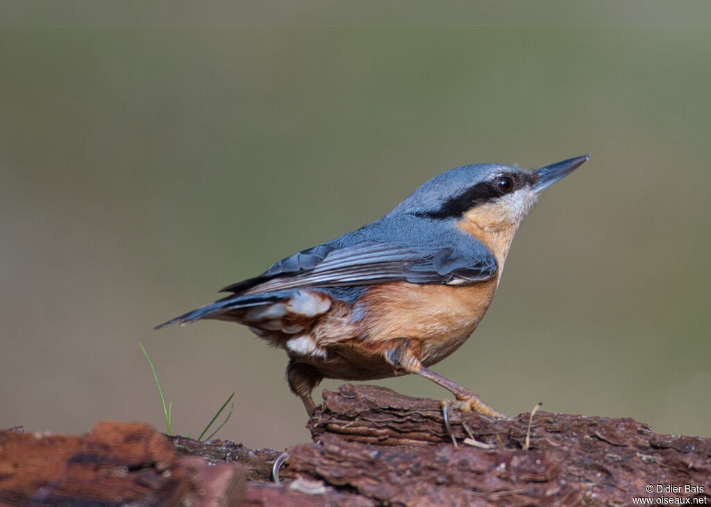 Eurasian Nuthatch