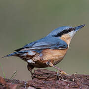 Eurasian Nuthatch