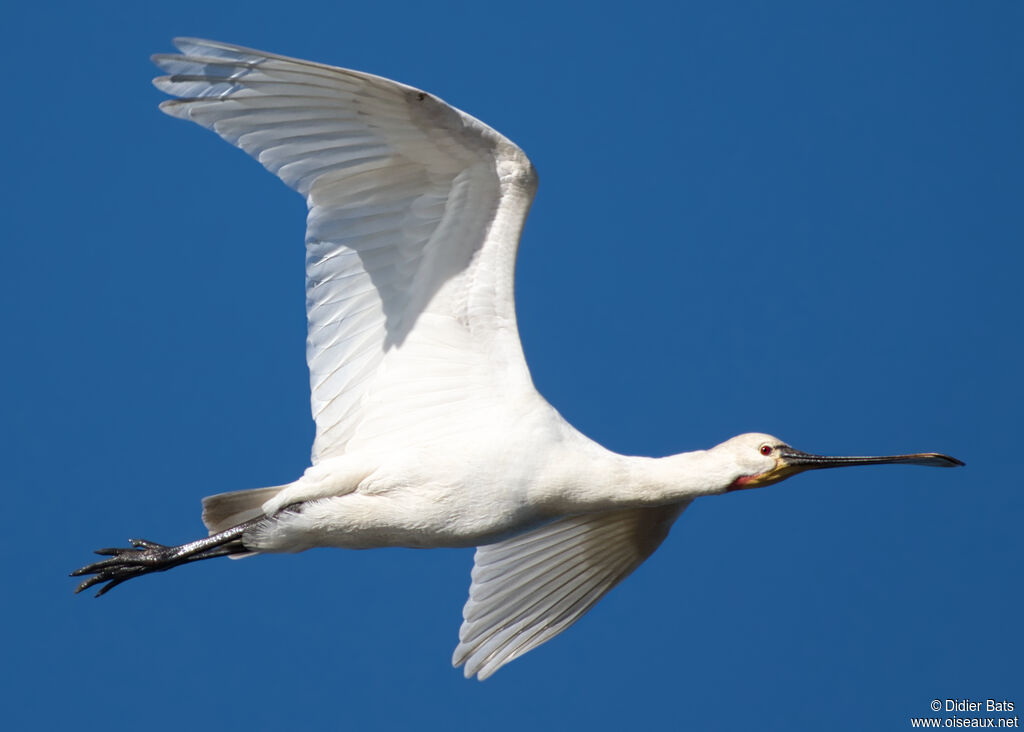 Eurasian Spoonbill