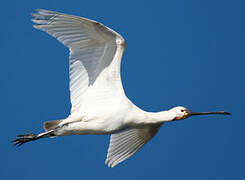 Eurasian Spoonbill