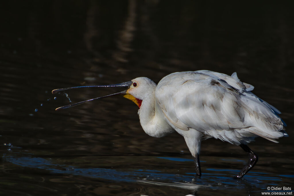 Eurasian Spoonbill