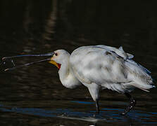 Eurasian Spoonbill