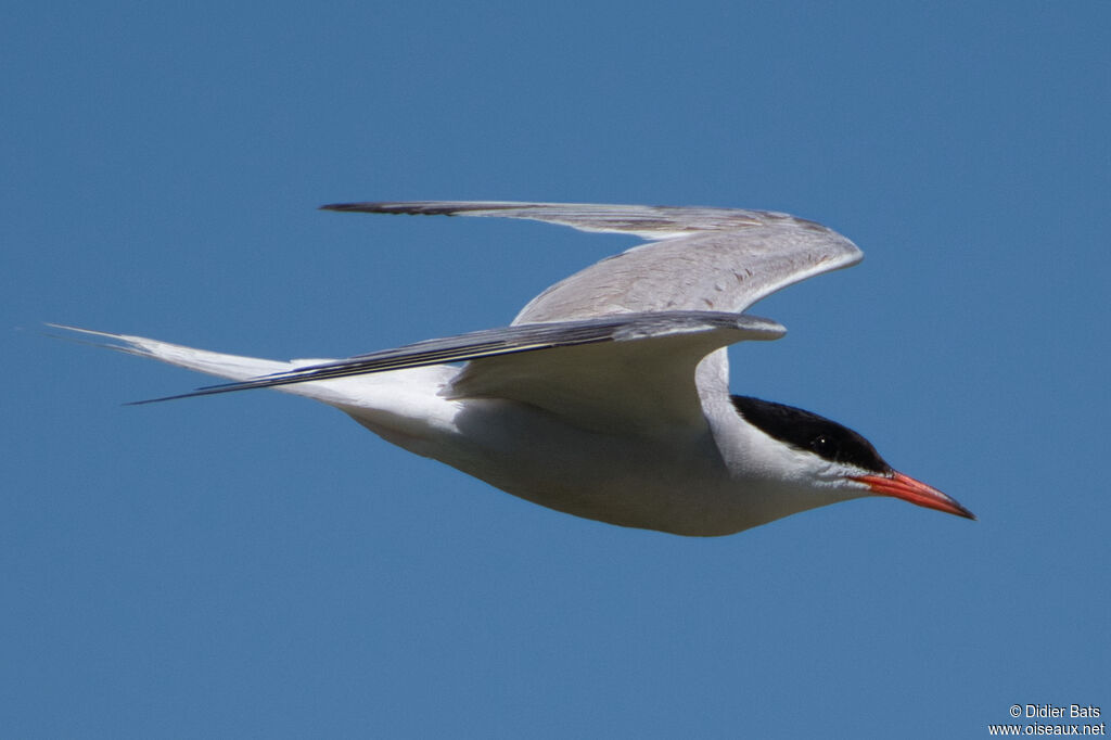 Common Tern