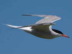 Common Tern