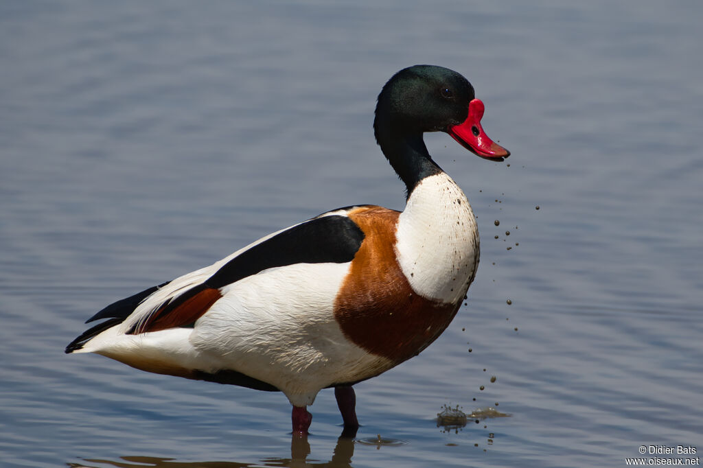 Common Shelduck