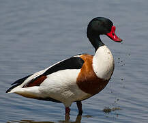 Common Shelduck