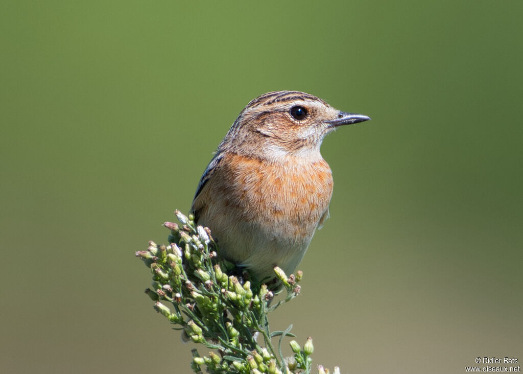 Whinchat