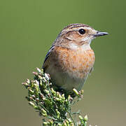 Whinchat