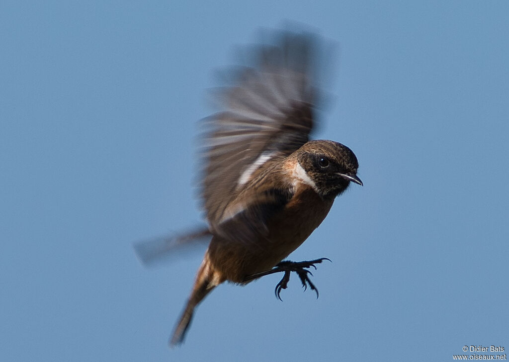 European Stonechat