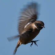 European Stonechat