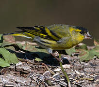 Eurasian Siskin