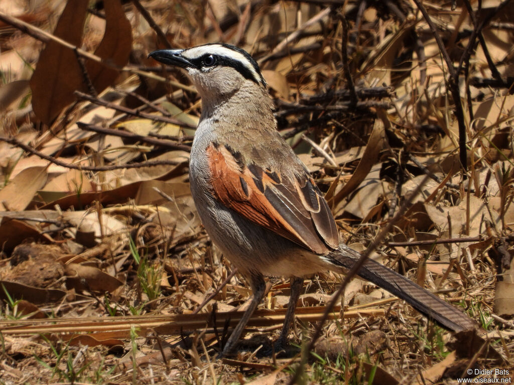 Black-crowned Tchagra