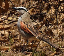 Black-crowned Tchagra