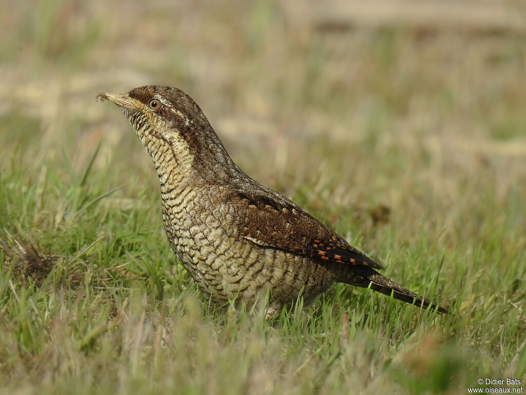 Eurasian Wryneck