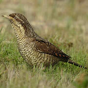 Eurasian Wryneck