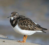 Ruddy Turnstone