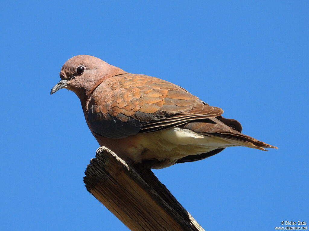 Laughing Dove