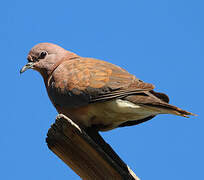 Laughing Dove