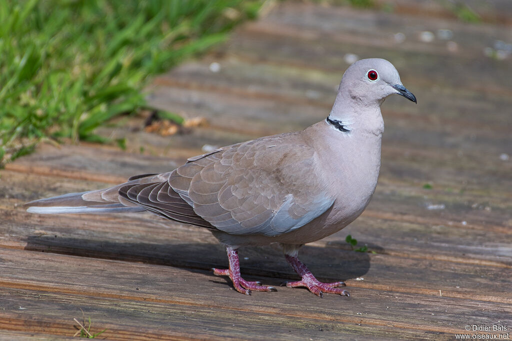 Eurasian Collared Dove