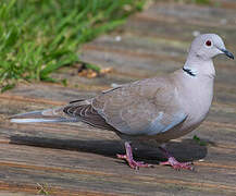 Eurasian Collared Dove