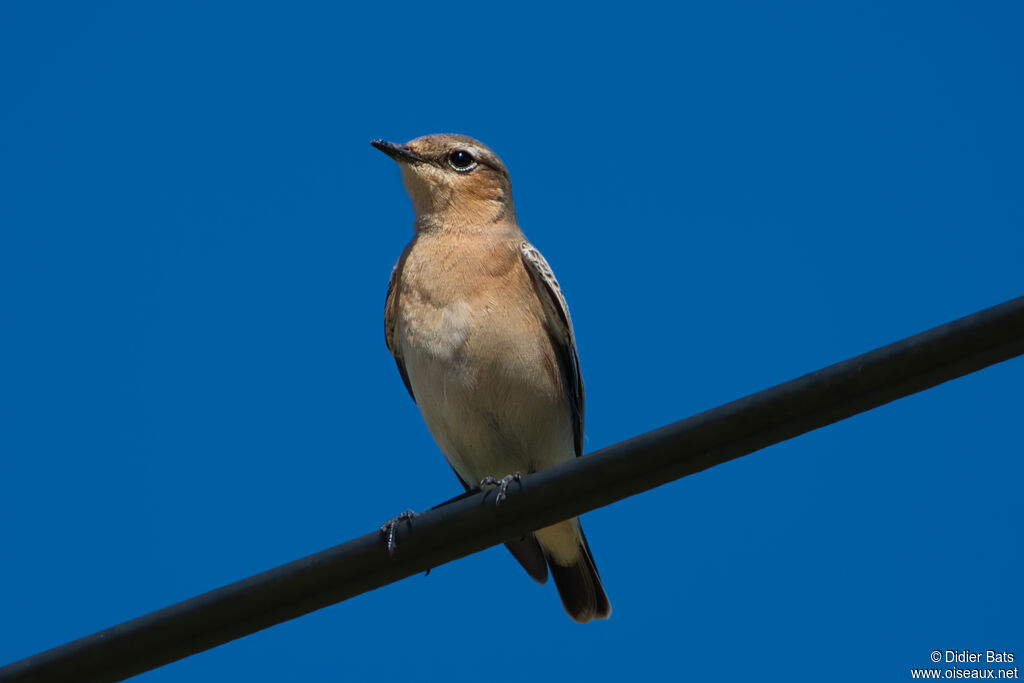 Northern Wheatear