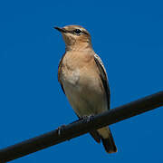 Northern Wheatear