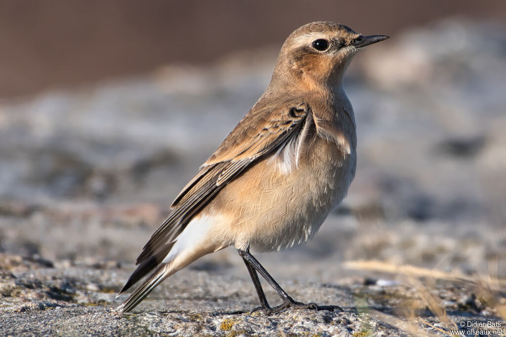 Northern Wheatear