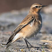 Northern Wheatear