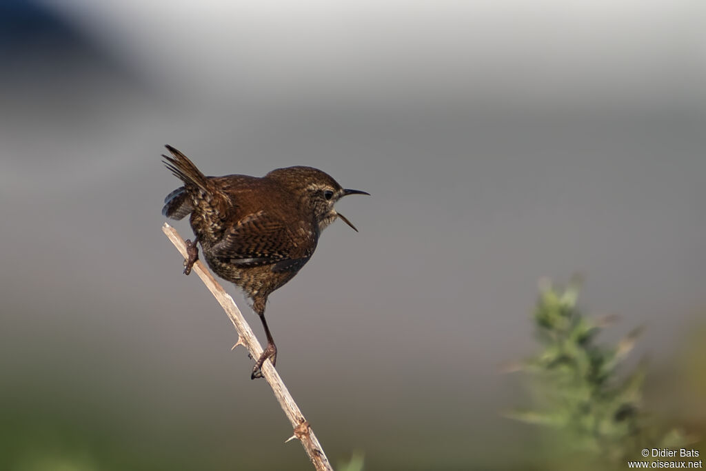 Eurasian Wren