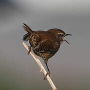 Eurasian Wren