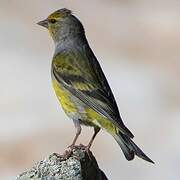 Citril Finch