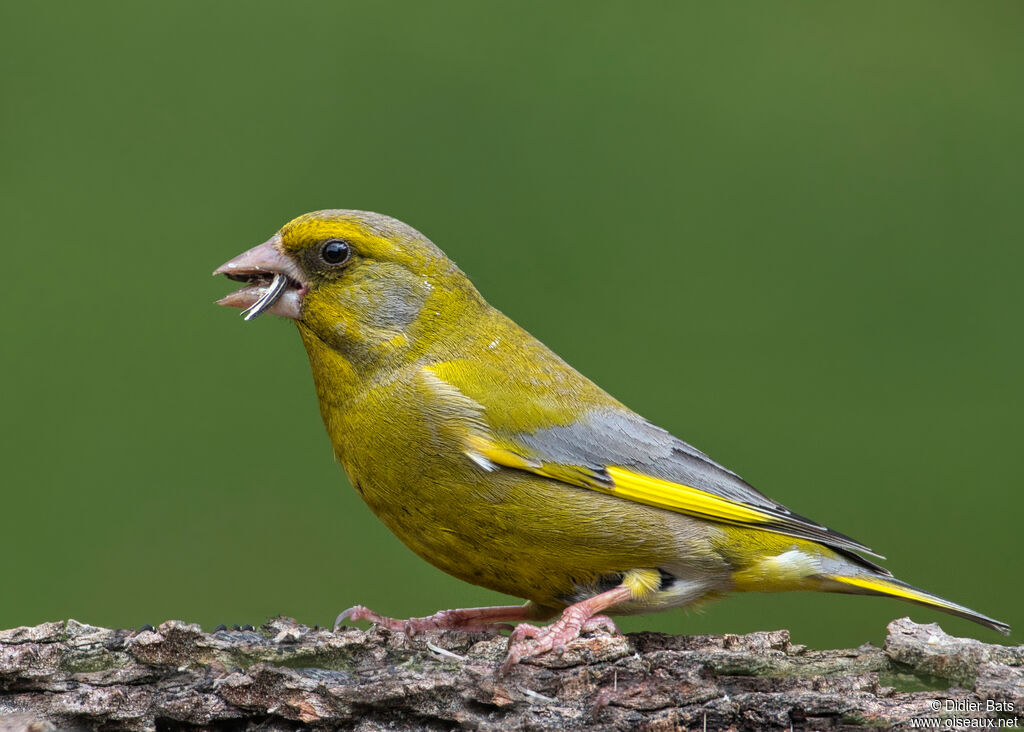 European Greenfinch