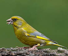 European Greenfinch