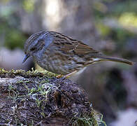 Dunnock