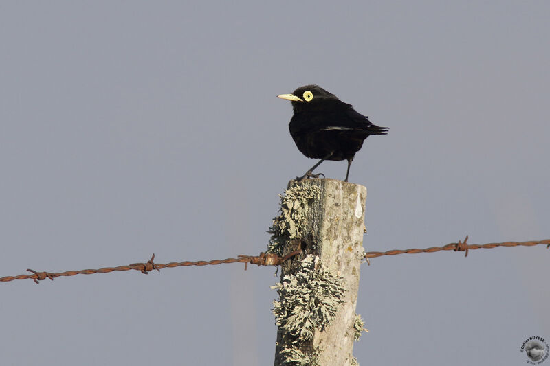 Spectacled Tyrantadult, identification