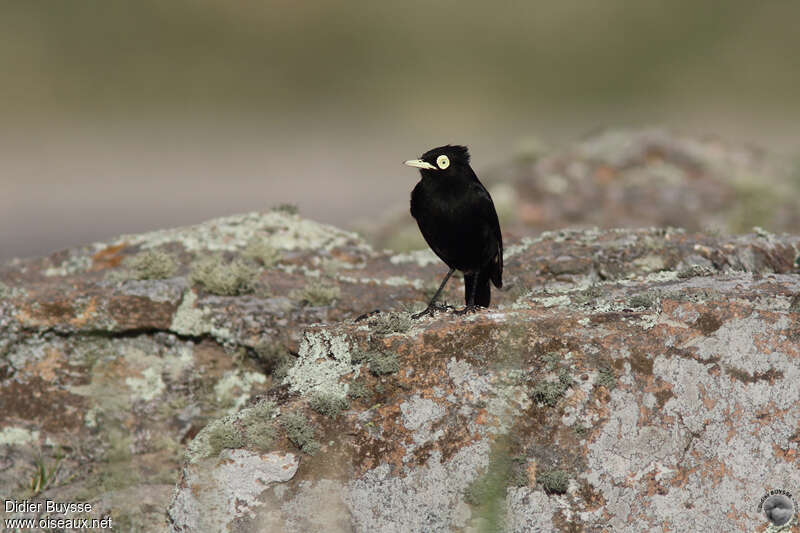 Spectacled Tyrantadult, habitat