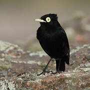 Spectacled Tyrant