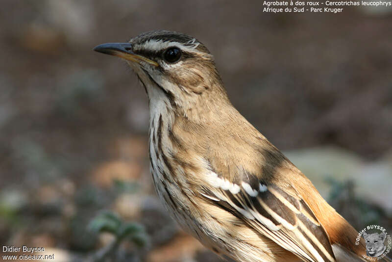 White-browed Scrub Robinadult, close-up portrait