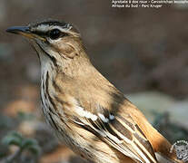 White-browed Scrub Robin