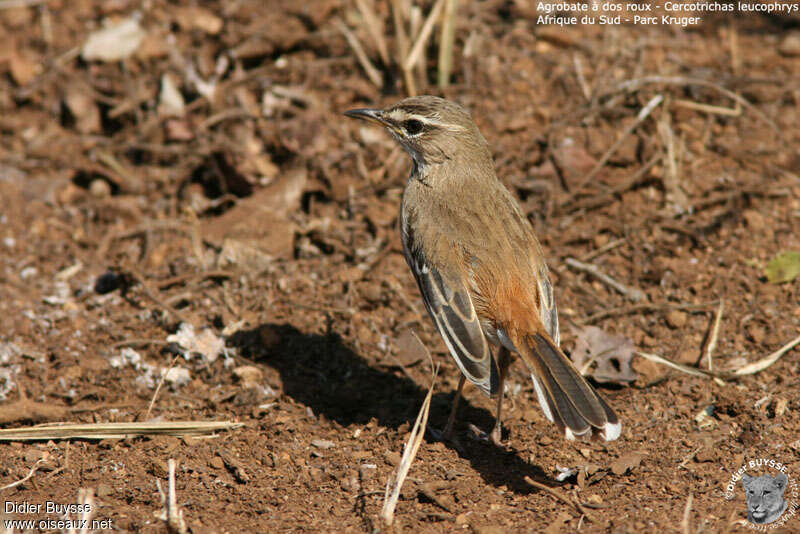 Agrobate à dos rouxadulte, identification