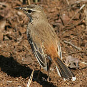 White-browed Scrub Robin