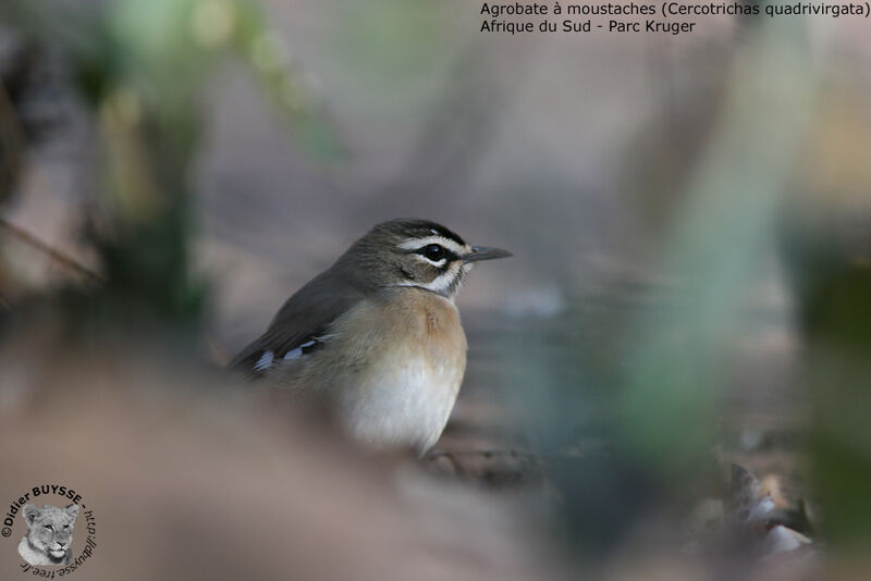 Bearded Scrub Robin