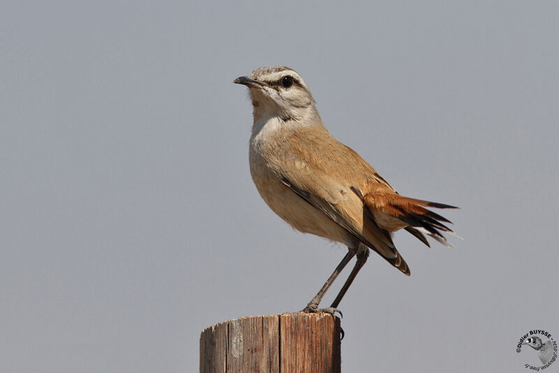 Agrobate du Kalahariadulte, identification