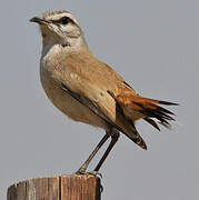 Kalahari Scrub Robin