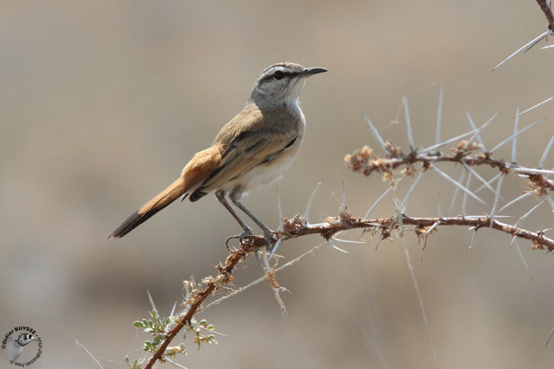 Agrobate du Kalahariadulte, identification